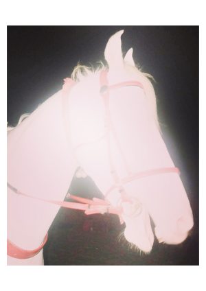White Horse by Jaisingh Nageswaran