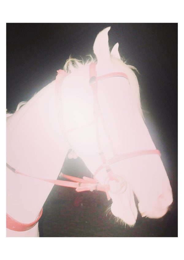 White Horse by Jaisingh Nageswaran