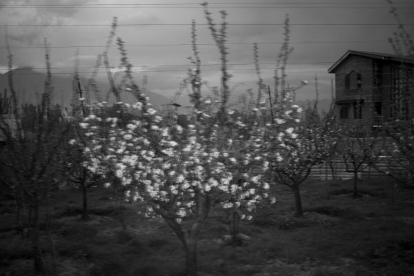 Passing By An Orchard