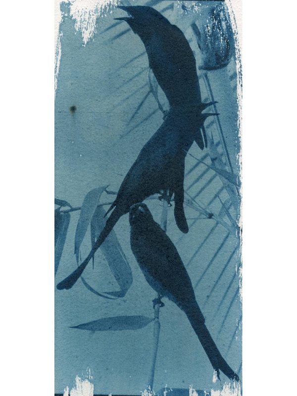 Black Drongo